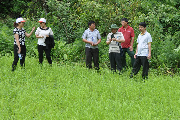 Lúa tẻ Dao được trồng thử nghiệm tại bản bản Phiêng Bay, xã Chiềng Khay (Quỳnh Nhai)