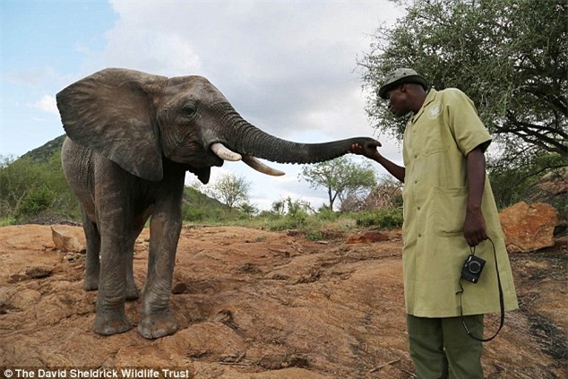 Người đàn ông Kenya ngủ cùng 60 con voi mồ côi - 1