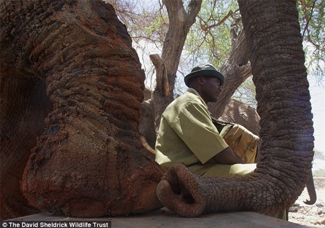 Người đàn ông Kenya ngủ cùng 60 con voi mồ côi - 2