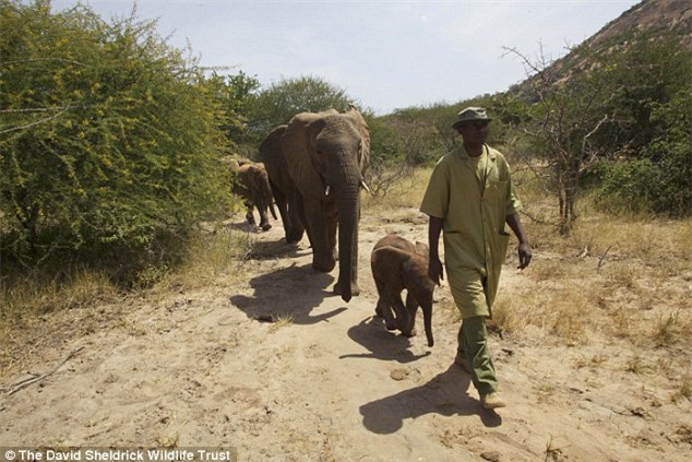 Người đàn ông Kenya ngủ cùng 60 con voi mồ côi - 3