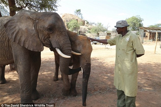 Người đàn ông Kenya ngủ cùng 60 con voi mồ côi - 4