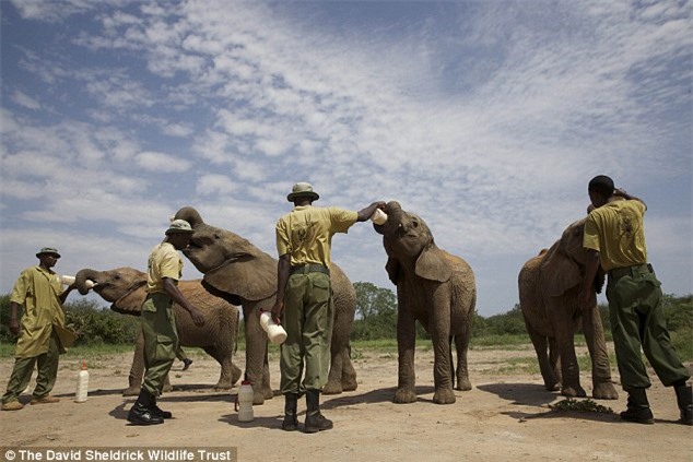 Người đàn ông Kenya ngủ cùng 60 con voi mồ côi - 5