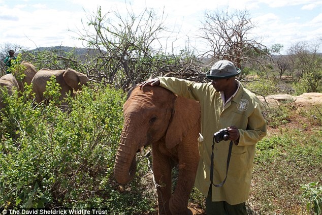 Người đàn ông Kenya ngủ cùng 60 con voi mồ côi - 6