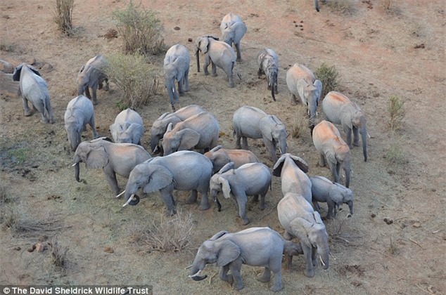 Người đàn ông Kenya ngủ cùng 60 con voi mồ côi - 7