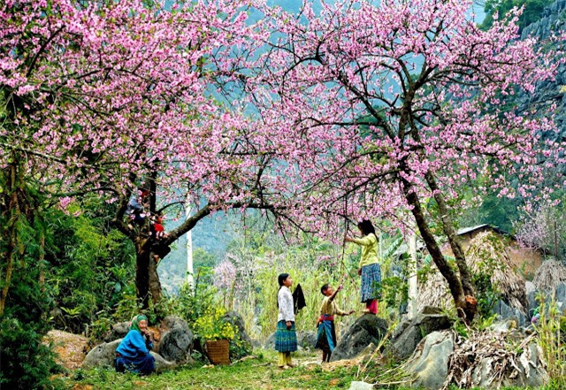 Đi tìm điểm ngắm hoa mùa xuân đẹp nhất Việt Nam - 1