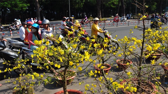 Đi tìm điểm ngắm hoa mùa xuân đẹp nhất Việt Nam - 2