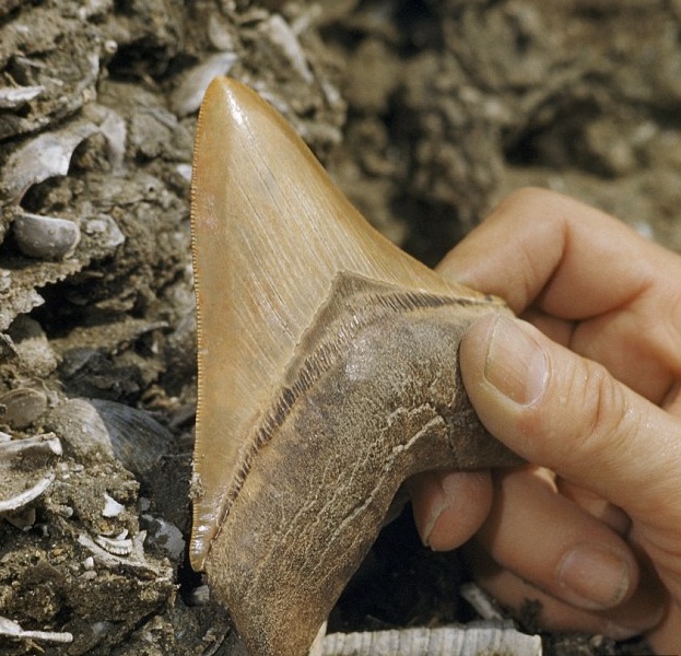 Răng hóa thạch của loài cá mập Megalodon.