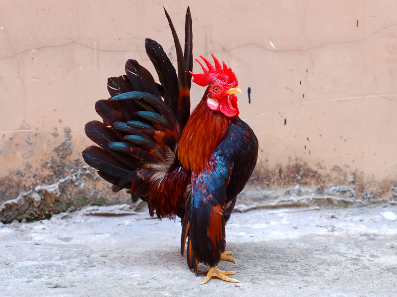 Những giống gà có bề ngoài “độc, lạ” nhất thế giới - H11