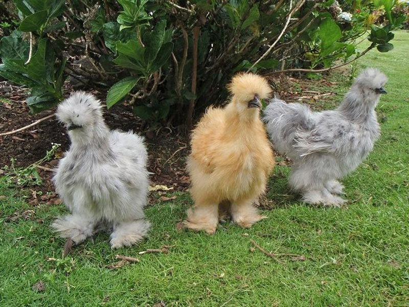 Những giống gà có bề ngoài “độc, lạ” nhất thế giới - H1