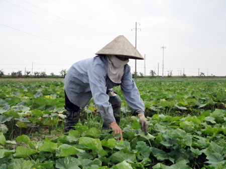 Nông dân xã Quang Hưng đang thu hoạch dưa chuột bò đất.