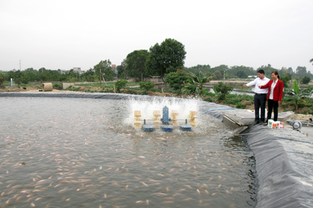 Ao tròn trải bạt nuôi cá thương phẩm tại HTX Thủy sản Hòa Phong.