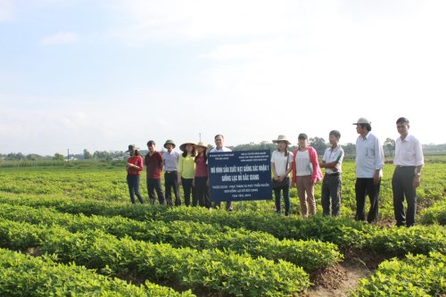  Mô hình trồng lạc đỏ tại xã Lan Giới, huyện Tân Yên.