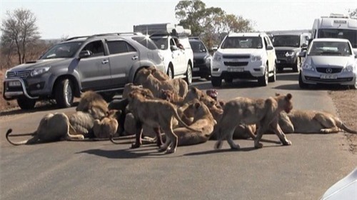 Giao thông tắc nghẽn vì đàn sư tử ăn trưa giữa đường - 2