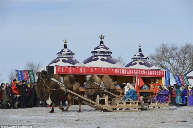 Cuộc đua lạc đà kỳ thú của người Mông Cổ