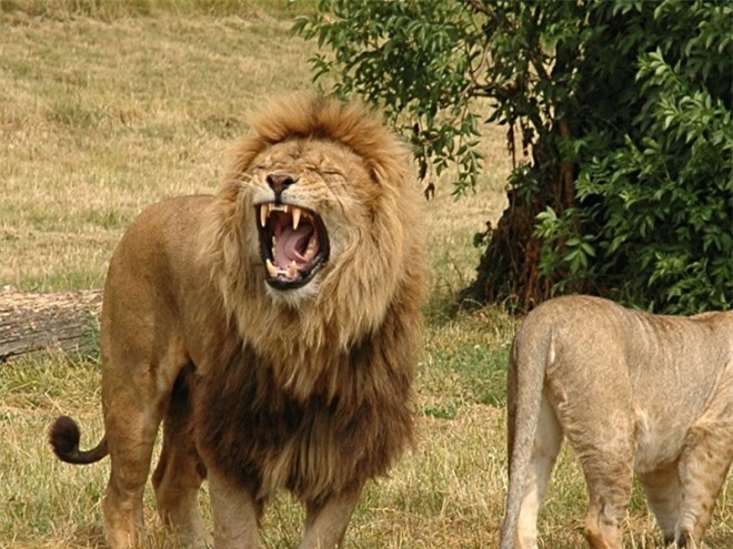 Bộ tộc săn sư tử lấy đuôi tại châu Phi