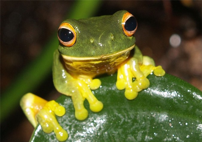 Nước bọt ếch là một chất lỏng có độ nhớt phụ thuộc vào sự thay đối tốc độ.