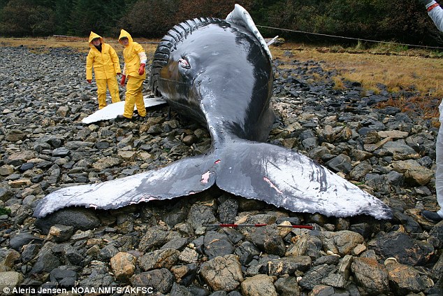 Một chú cá voi lưng gù bị mắc cạn ở Alaska, Mỹ.