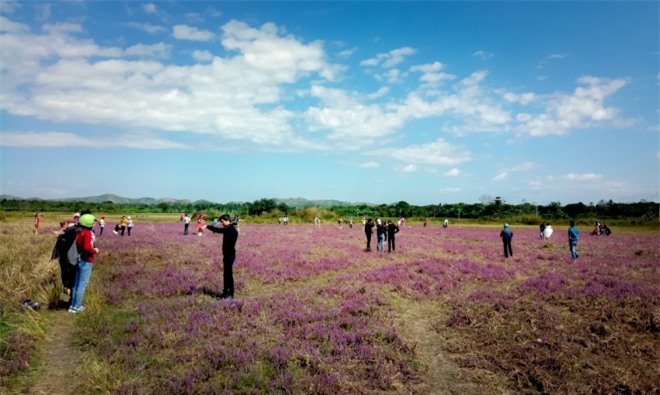 Giới trẻ Đắk Lắk phát sốt với cánh đồng hoa tím