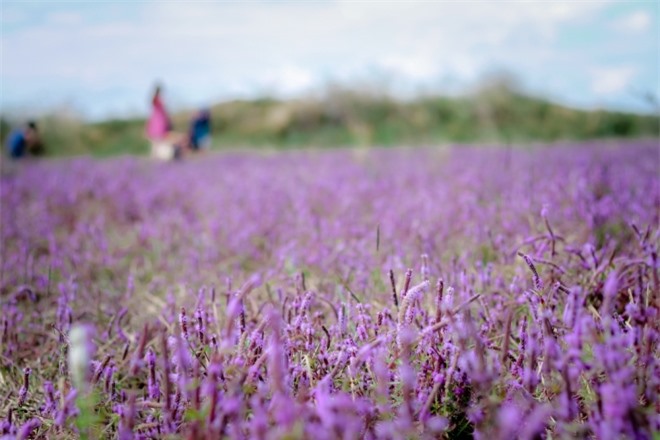Giới trẻ Đắk Lắk phát sốt với cánh đồng hoa tím