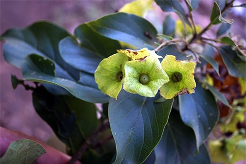 Hoa của loài cà điệnKaromia fragrans. Ảnh: Phùng Mỹ Trung.