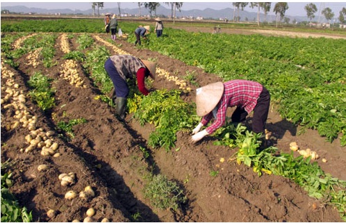 Nông dân Quế Tân đang thu hoạch khoai tây. Ảnh: Báo Bắc Ninh.
