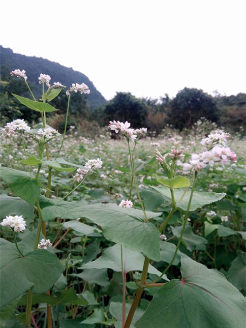 Vườn hoa tam giác mạch đầu tiên ở Ninh Bình
