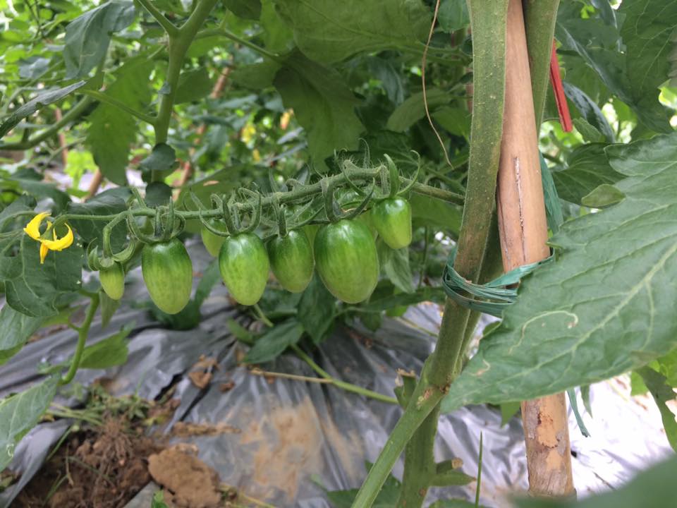 Giống cà chua cherry đang được trồng thử nghiệm ở Vĩnh Phúc.