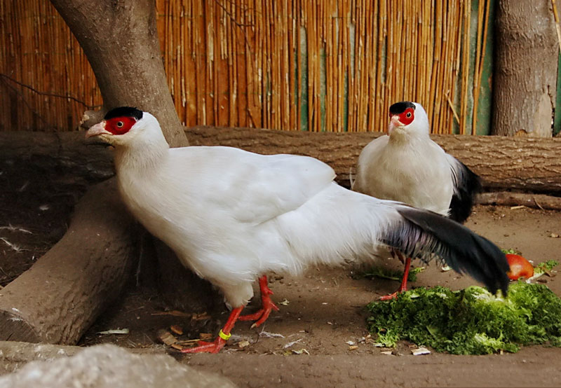 Trong môi trường tự nhiên, một chim trĩ đực thường quản lý và giao phối với rất nhiều chim mái. 