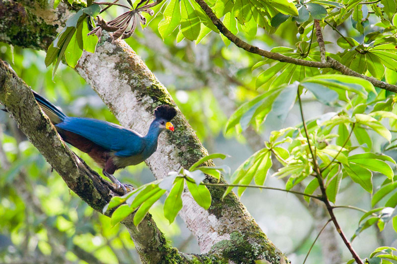 Chim Turaco xanh thường sống theo bầy đàn từ 6-20 con.