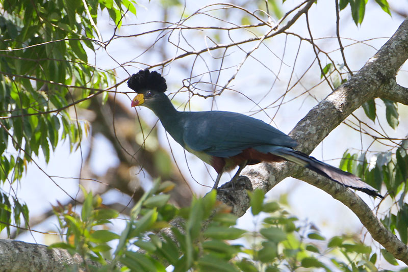 Mỗi lứa chim Turaco xanh thường đẻ 2 trứng, thời gian ấp từ 29-31 ngày.
