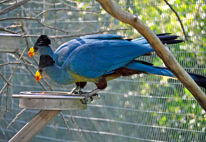 Loài chim này phân bố chủ yếu ở Cộng hòa Dân chủ Congo, Cộng hòa Kenya và Tanzania.