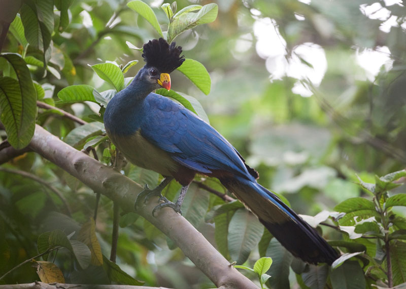 Chim Turaco xanh chủ yếu ăn trái cây, chồi cây, lá hoa và 1 số loài côn trùng.