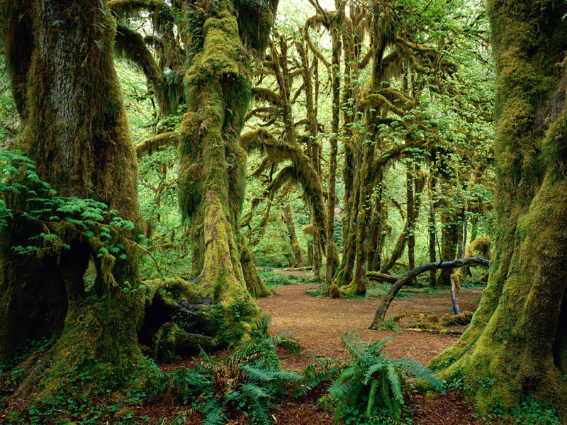 10. Rừng quốc gia Olympic. Tọa lạc ở bang Washington, Mỹ. Với diện tích 2.541,89 km2. Vào năm 1897, rừng Quốc gia Olympic được tạo ra như khu dự trữ rừng Olympic. Sau đó, nó đổi tên như hiện tại vào năm 1907.