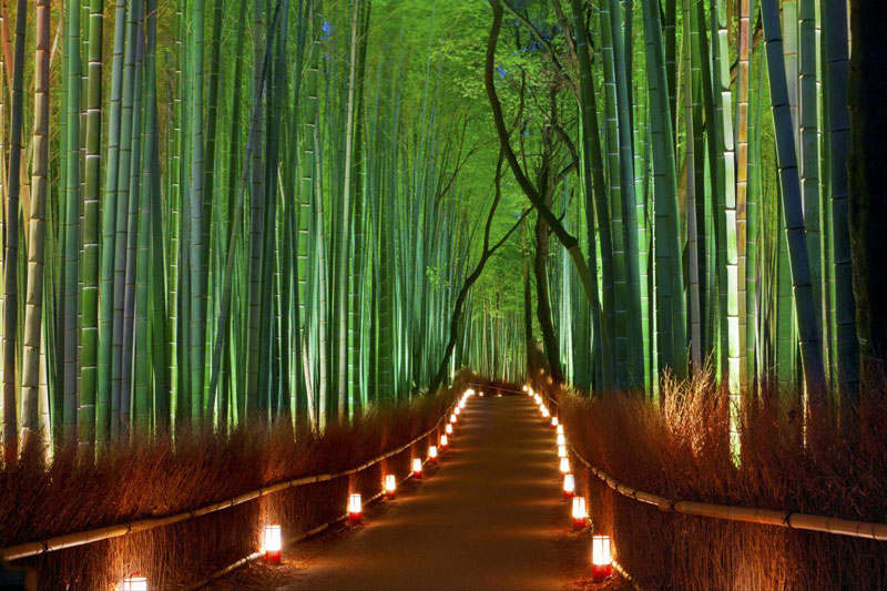 1. Rừng tre Sagano. Rừng có diện tích 16 km2, nằm ở phía Tây Bắc Kyoto, Nhật Bản. Nó là một trong những môi trường tự nhiên đẹp nhất ở xứ sở hoa anh đào. Sagano không chỉ thu hút du khách vì vẻ đẹp tự nhiên của nó mà còn vì âm thanh của gió thổi qua khu rừng tre dày.