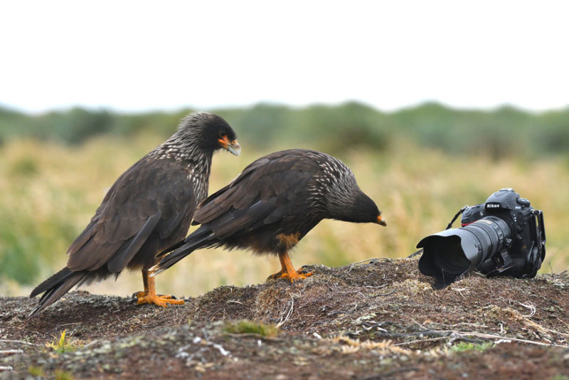 Chú chim Phalcoboenus Australis tỏ ra rất tò mò khi phát hiện “vật thể lạ” xuất hiện nơi địa bàn sinh sống của chúng. Biểu hiện ngộ nghĩnh của chúng khiến không ít người xem phì cười.