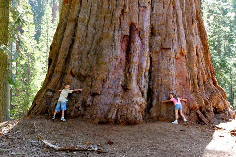2. Rừng quốc gia Sequoia. Nó nằm ở núi Sierra Nevada thuộc miền Nam, California, Mỹ. Sequoia được thành lập ngày 25/9/1890 với diện tích lên đến 1.635,19 km2. Khu rừng nổi tiếng khi có cây sequoia khổng lồ, loài cây lớn nhất thế giới.