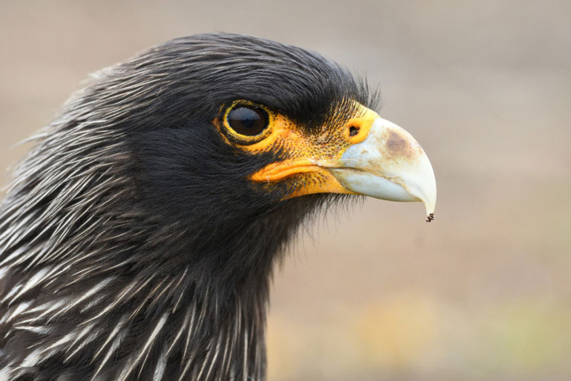 Cận cảnh loài chim Phalcoboenus Australis do nhiếp ảnh gia Elmar Weiss chụp.