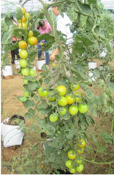  Cà chua picota trồng tại Khu Ứng dụng Công nghệ sinh học Cái Mơn. Ảnh: Sở Khoa học và Công nghệ Bến Tre