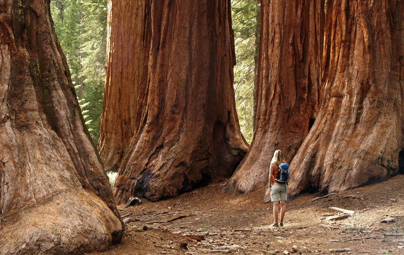 3. Vườn quốc gia và bang Redwood. Khu rừng nguyên sinh nằm ở tiểu bang California, Mỹ. Khu vườn này có diện tích 53.412 ha. Rừng là nơi sinh sôi của 45% cây hồng sam Bắc Mỹ (cù tùng) cổ còn lại với tổng cộng ít nhất 15.775 ha. Loài cây này cao nhất và là một trong những loài cây lớn nhất trên Trái Đất. Khu rừng này đã được UNESCO công nhận là một di sản thế giới vào năm 1980.