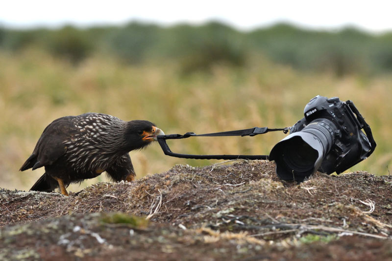 Con chim Phalcoboenus Australis này quyết định tha “vật thể lạ” về tổ.