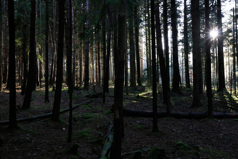 4. Rừng Đen. Là dãy núi có nhiều cây ở bang Baden-Wurttemberg, phía Tây Nam Đức. Rừng có diện tích khoảng 12.000 km2. Người ta gọi nó là “Rừng đen” bởi vì sự phát triển dày đặc của các loài cây lá kim trong rừng chặn hầu hết ánh sáng.