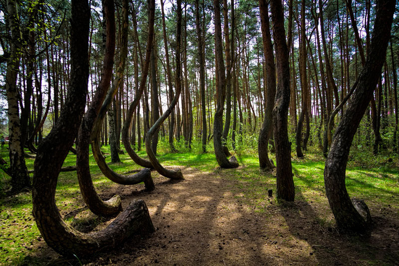 5. Rừng Crooked. Khu rừng thông nằm ở phía Tây Pomerania, Ba Lan. Năm 1930, người ta trồng khoảng 100 cây thông. Đáng chú ý, những cây thông này có hình dáng rất đặc biệt chứ thân không thẳng như những cây thông thông thường.