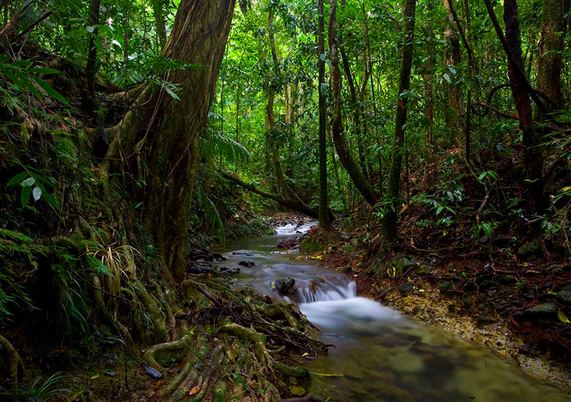 8. Rừng mưa Daintree. Là rừng mưa nhiệt đới cổ xưa nhất thế giới nằm ở miền cực Bắc bang Queensland, Australia. Nó là nơi cư trú của nhiều loài thú và thảo mộc lớn nhất trái đất như dơi, ếch, thú có túi…