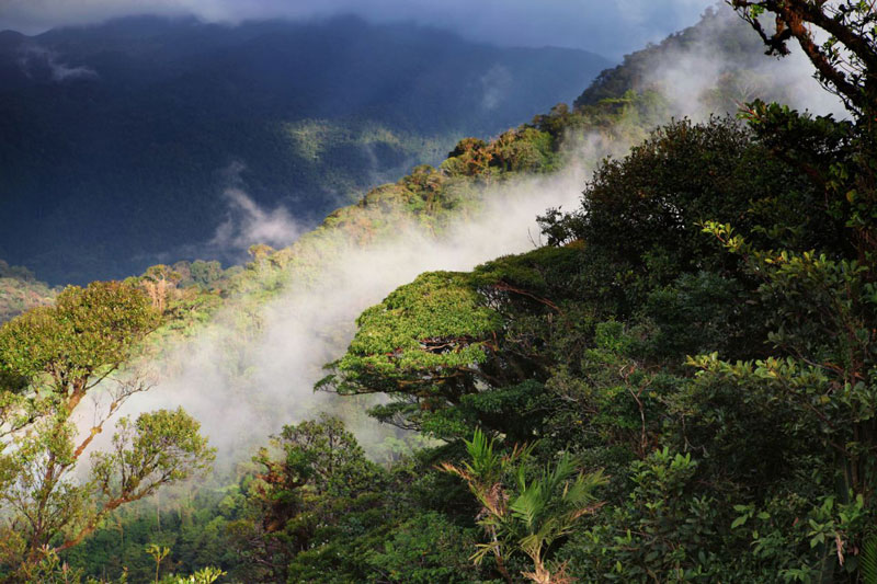 7. Rừng trong mây Monteverde. Khu rừng nằm ở tỉnh Puntarenas và Alajuela, Costa Rica. Nó nằm cách mực nước biển hơn 1.400m, khu rừng luôn được bao phủ bởi những đám mây và sương mù.