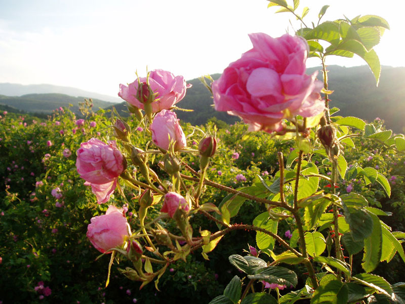 Đặc tính của hoa hồng Damascena là loài cây không khó trồng, nhưng có một số yêu cầu về chất đất để nuôi dưỡng mùi hương, cũng như độ dốc của mặt đất, phải có rất nhiều nắng và quay về hướng Đông, về nguồn nước cung cấp cho hoa và nhất là phụ thuộc vào sự chăm sóc bao quanh. 