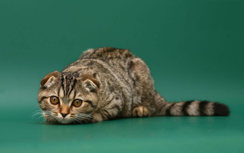 Con mèo tai cụp đầu tiên tên là Susie. Năm 1961, nó được phát hiện trong một trang trại tại Scotland.