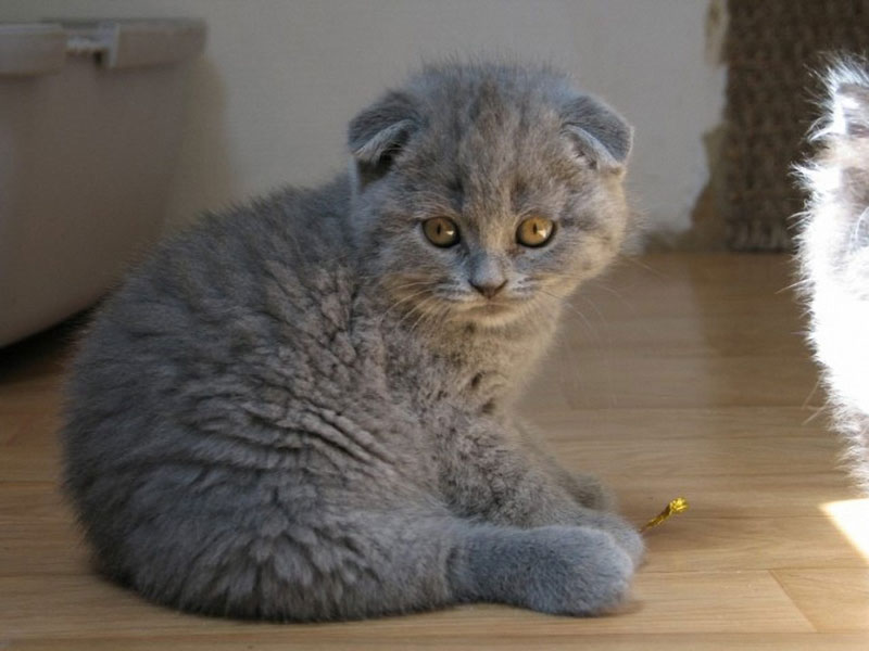 Mèo tai cụp có màu lông khá đa dạng từ xám, trắng, vàng, nâu…