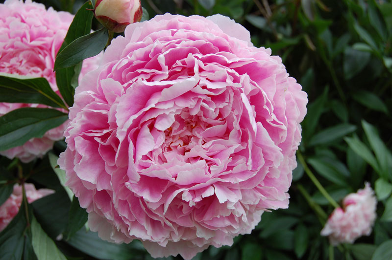 Hoa mẫu đơn thường có màu đỏ, trắng, hồng đậm, hồng phấn, vàng…