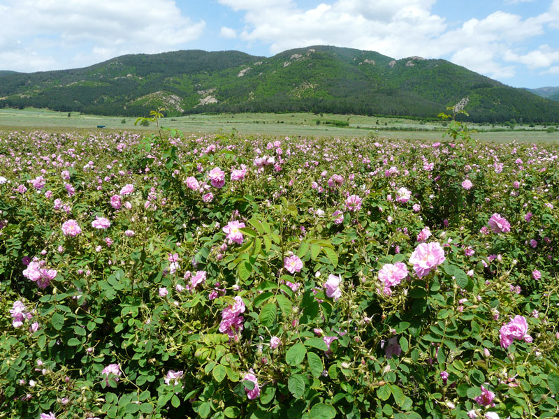 Một trong những điều kiện quan trọng trong việc trồng hoa hồng để đạt được chất lượng tinh dầu tốt nhất là phải có mưa trong những tháng mùa Xuân.
