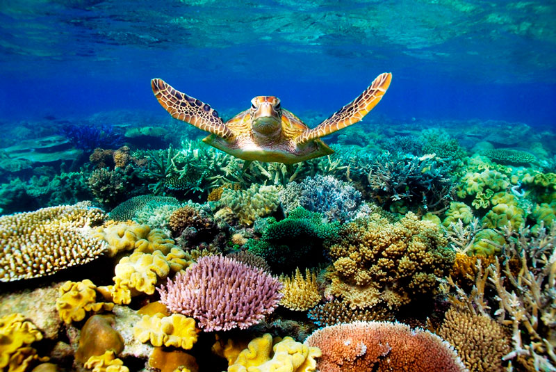 3. Rạn san hô Great Barrier. Là hệ thống rạn san hô lớn nhất thế giới bao gồm khoảng 3.000 tảng đá ngầm riêng rẽ và 900 hòn đảo, kéo dài khoảng 2.600 km, bao phủ một vùng có diện tích xấp xỉ 344.400 km2. Phần đá ngầm nằm ở khu vực biển San Hô, cách bờ biển Queensland về hướng Đông Bắc Australia.